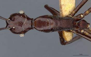 Media type: image;   Entomology 22955 Aspect: habitus dorsal view
